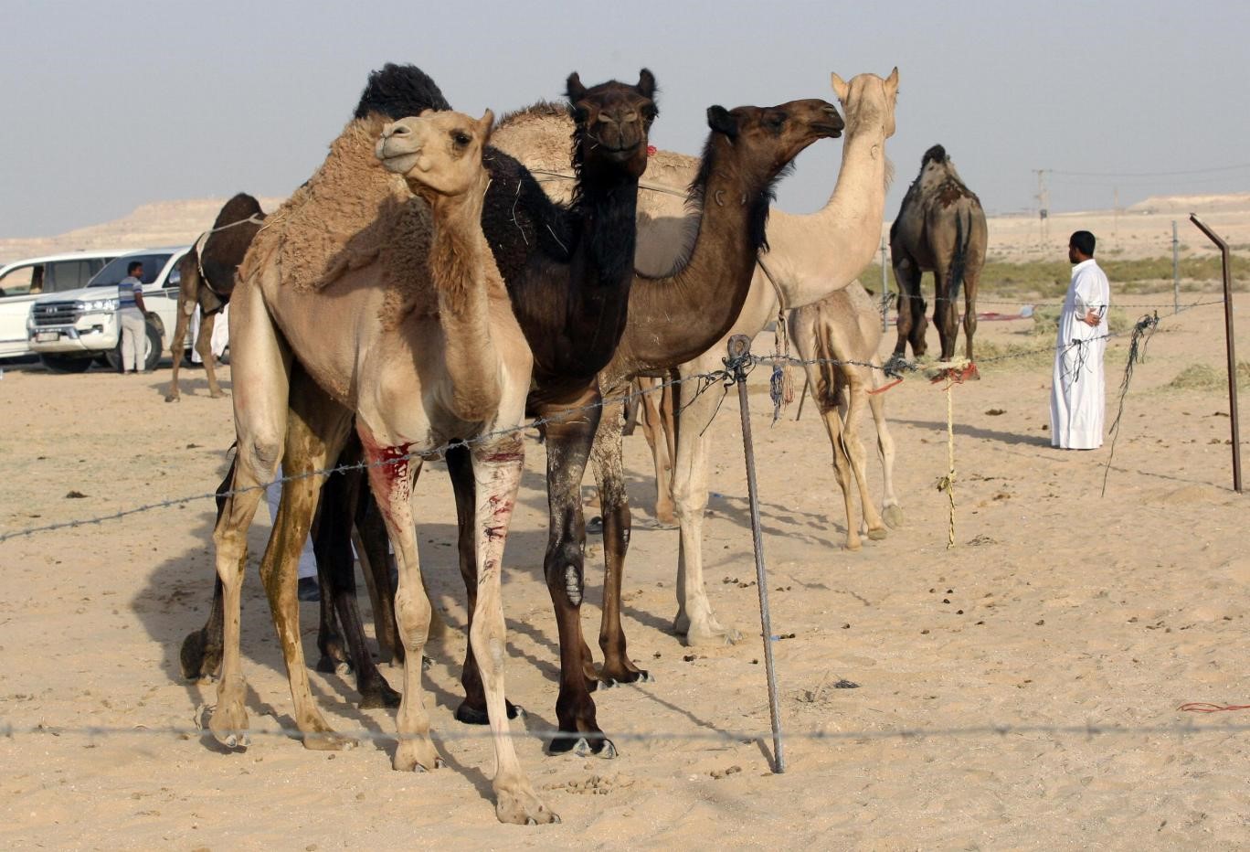 Saudi deports Qatari camels as diplomatic feud continues