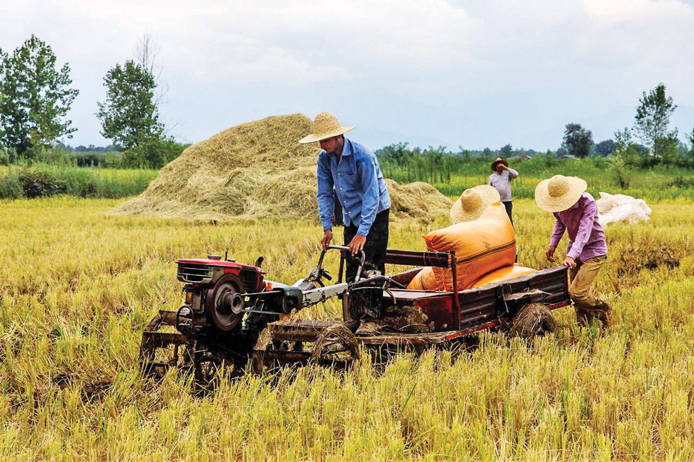 Rice harvest season in northern Iran