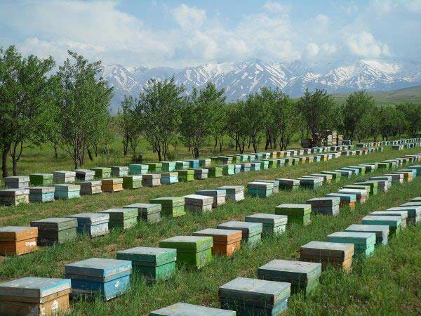 Iranian startup designs smart beehive
