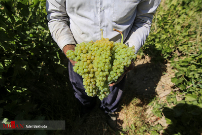 Grape Grown in Iran’s Malayer Registered Globally