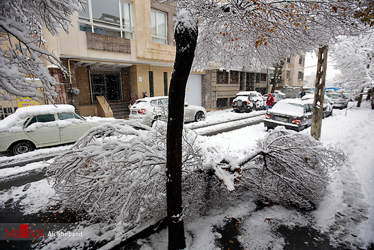  شکست درختان تهران بعد از بارش برف
