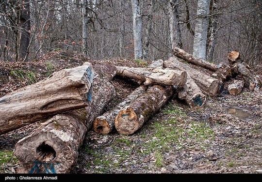 اگرچه کارشناسان درسالهای اخیر نسبت به کاهش شدید از تراکم جنگل های شمال بصورت مداوم هشدار میدهند ، همچنان مجوزهای لازم برای قطع درختان از سوی مراجع مربوط صادر میشود . قطع درختانی که بعضا چند صد سال قدمت دارند.
