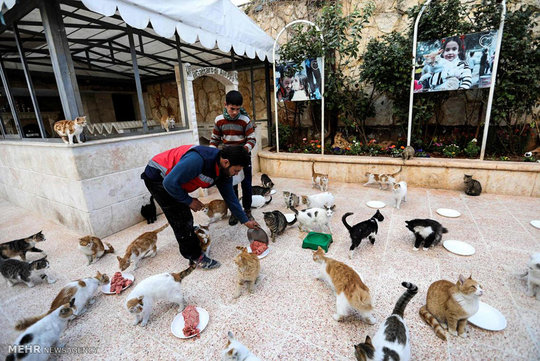 یک شهروند سوری علاقمند به حیوانات، در شهر حلب اقدام به دایر کردن یک کلینیک برای گربه ها کرده است.
