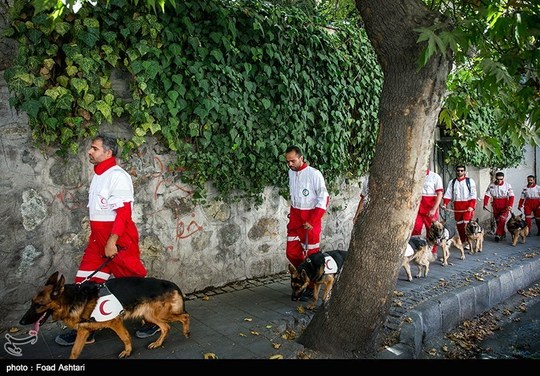 مانور سگ‌های زنده یاب هلال احمر در سطح شهر در منطقه دربند تهران برگزار شد . هدف از این مانور عادت کردن سگ‌های زنده یاب به محیط شهری عنوان شد .