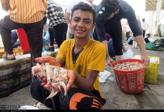 پس از بازگشت لنج ها از دریا، تعدادی از صیادان بوشهری میگوهای صید شده را روی اسکله ها به مردم می فروشند.