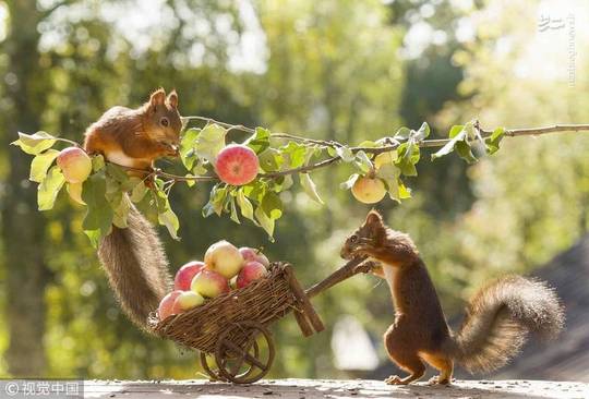 یک عکاس هلندی(Geert Weggen) سبد چوبی برای سنجاب‌ها میسازد و آن را در مسیر سنجاب ها قرار می دهد و این تصویر لذت بخش را به ثبت می‌رساند. 