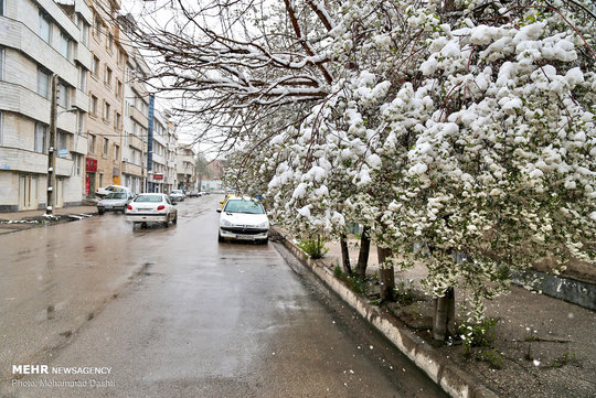 همزمان با اولین روزهای اردیبهشت ماه بیشتر مناطق استان اردبیل چهره زمستانی به خود گرفته است و سبزینگی بهار زیر سپیدی برف پنهان شده است.