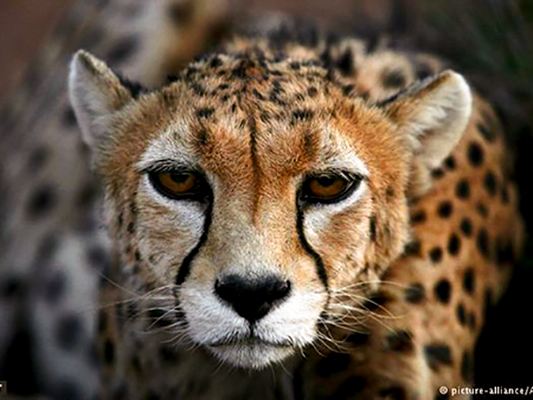 Iran to Preserve Asiatic Cheetah Using Surrogates