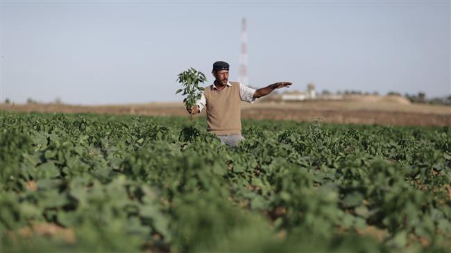 Israeli planes spray Palestinian farmlands in Gaza with toxic herbicides