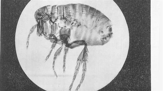 US dropped plague-infected fleas on North Korea in 1952: Report