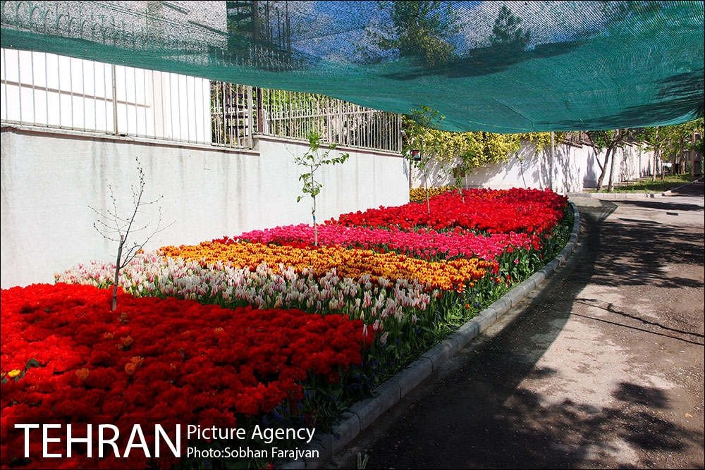 Guy plants hundreds of tulips out of love for his homeland’s mothers