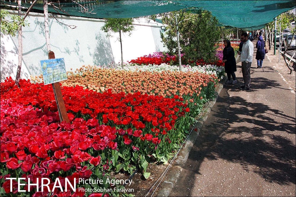 Guy plants hundreds of tulips out of love for his homeland’s mothers