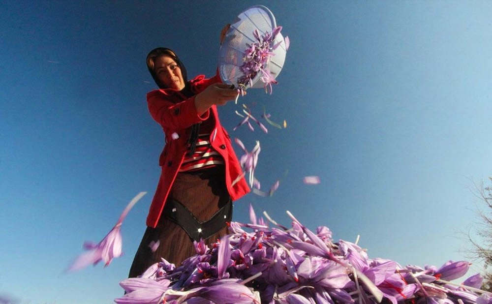 188,000 ha under cultivation of medicinal plants in Iran 188,000 ha under cultivation of medicinal plants in Iran