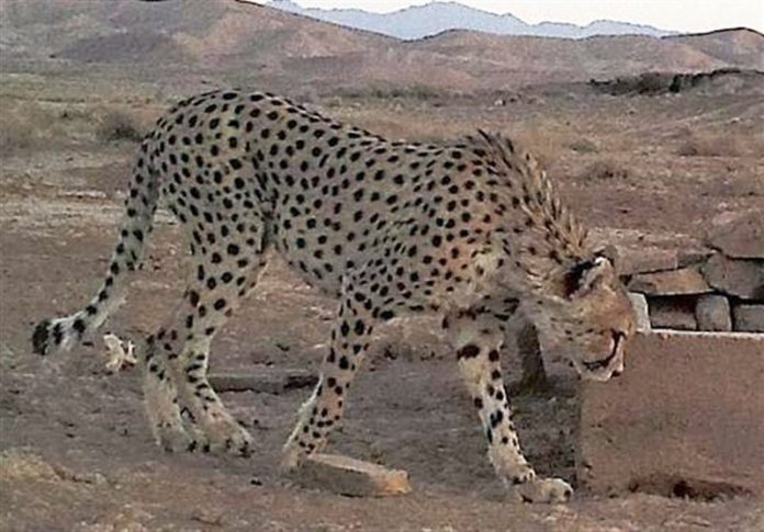 Asiatic Cheetah, Her Four Cubs Spotted in Iranian National Park