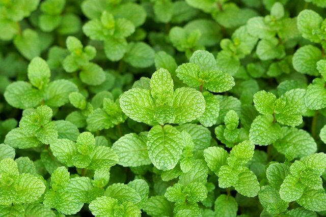 10 beneficial exporting herbs of Iran