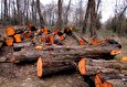 Serious Measures Required to Reverse Deforestation in Iran