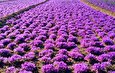 Saffron Output to Exceed 400 Tons in Iran