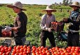 Iran Settles Debts of Tomato Farmers: Deputy Minister