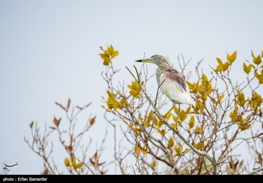 Iran’s Beauties in Photos: Sirik Lagoon