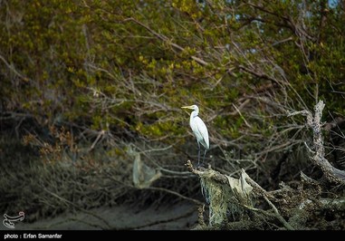 Iran’s Beauties in Photos: Sirik Lagoon