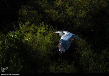 Iran’s Beauties in Photos: Sirik Lagoon