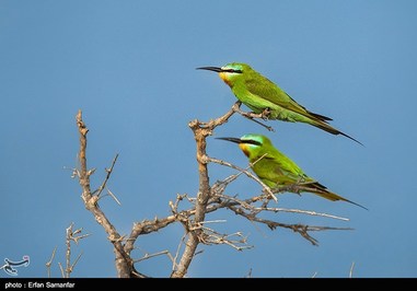 Iran’s Beauties in Photos: Sirik Lagoon