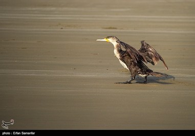 Iran’s Beauties in Photos: Sirik Lagoon
