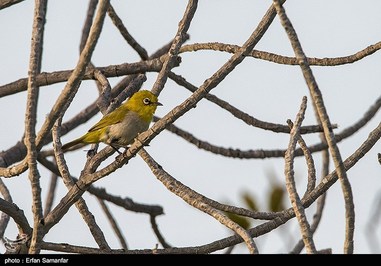 Iran’s Beauties in Photos: Sirik Lagoon