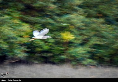 Iran’s Beauties in Photos: Sirik Lagoon