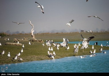 Iran’s Beauties in Photos: Sirik Lagoon