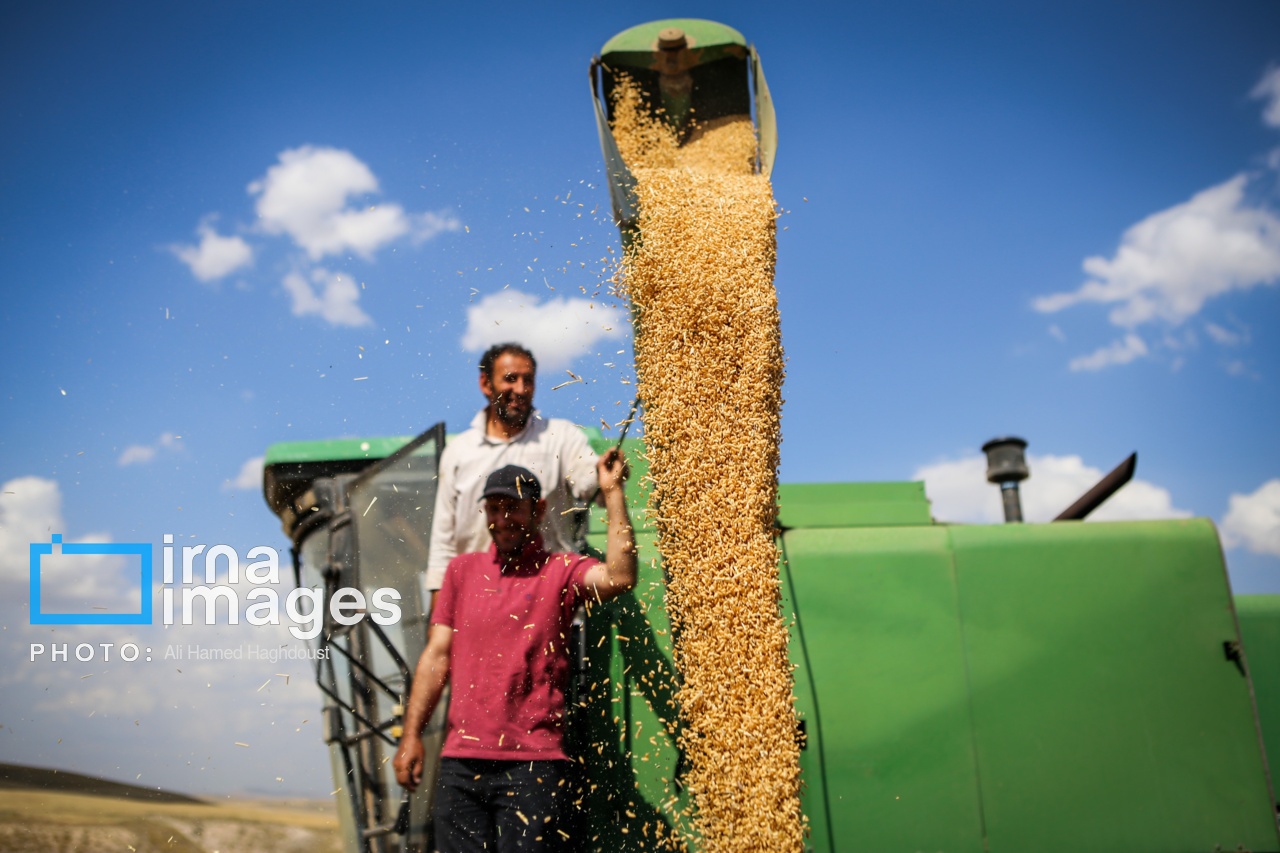 افزایش ۱۵ درصدی خرید گندم/ تامین نیاز گندم تمام خبازی‌ها، صنف و صنعت کشور