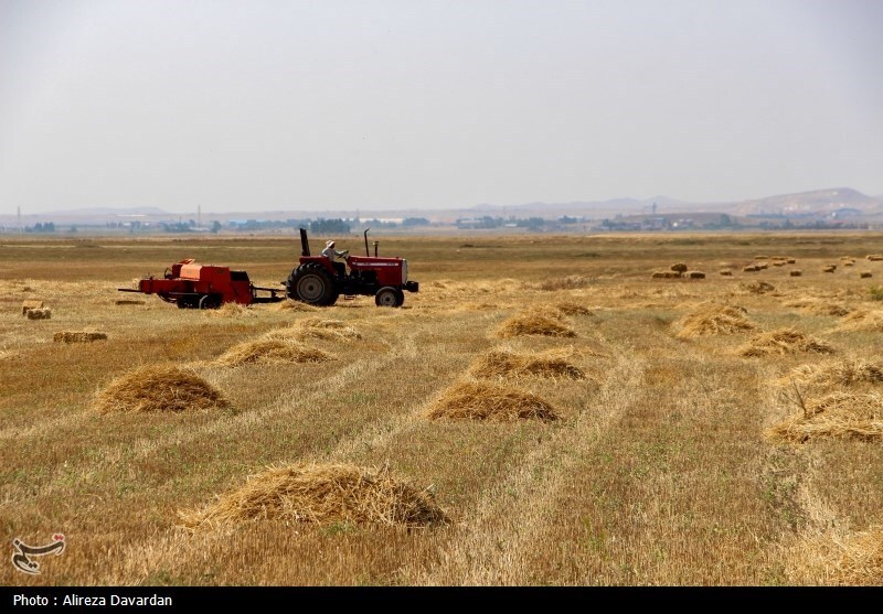 درآمد سرانه گندم‌کاران به ۲۴۰ میلیون تومان رسید