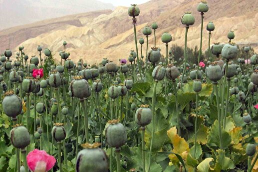 قبح زدایی ممنوع!