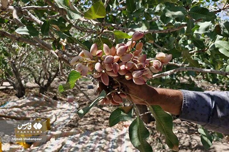 تصاویر/ منتخب تصاویر دوشنبه ۱۷ شهریور ماه ۱۴۰۴