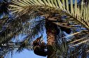تصاویر/ منتخب تصاویر شنبه ۱۲ مهرماه ۱۴۰۴