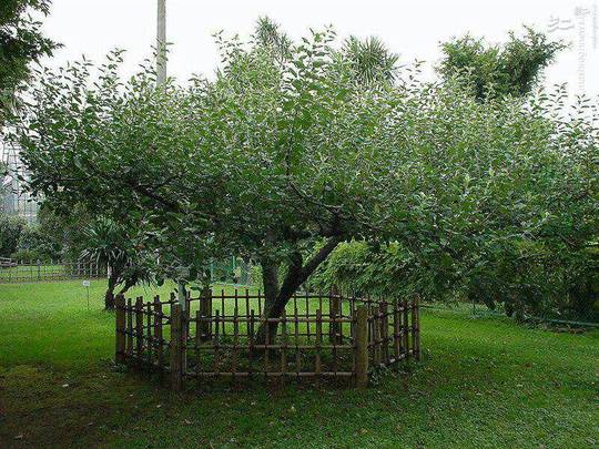 در حدود سال 1665 نیوتون هنگامی که در باغ خانهٔ مادری خود در حال تفکر به این موضوع بود، سیبی از روی درخت افتاد و او را متوجه کرد که علت افتادن سیب همان دلیل گردش سیارات به دور خورشید است. البته برخی معتقدند داستان فوق در واقع روایت اغراق شده ایست از خاطره‌ای که خود نیوتن نقل کرده بود؛ مبنی بر اینکه یک روز کنار پنجرهٔ اتاق خانه‌اش به تماشای باغ نشسته بود که افتادن سیبی از درختی نظرش را به خود جلب کرد. در حقیقت طی گفتگوهای بعدی، وی اقرار کرد که داستان سیب کاملاً ساختگی بوده و کشف جاذبه به تحقیقات قبلی او بر می‌گردد و او این داستان را به صرف جلب نظر عموم ساخته است. به هرحال اکنون این درخت،مشهورترین درخت در دنیاست که در باغ خانوادگی 