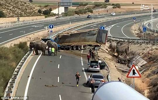 براثر تصادف کامیون حامل فیل‌های سیرک در اسپانیا ،یک فیل کشته و دو فیل زخمی شدند.