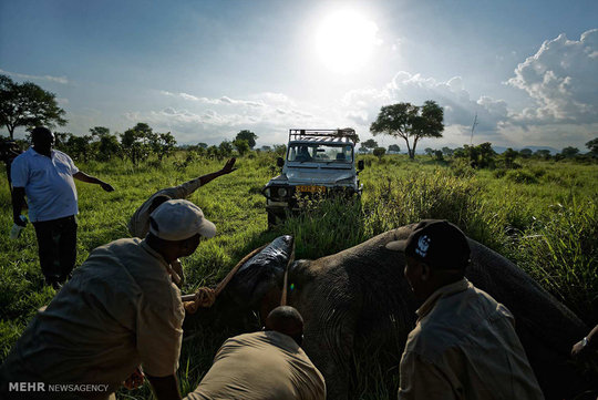 محیط بانان پارک ملی میکومی تانزانیا با جاگذاری فرستنده های جی پی اس در بدن فیل ها تلاش می کنند نسل این گونه در حال انقراض را از دست شکارچیان و قاچاقچیان عاج حفظ کنند.