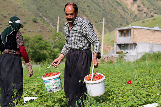 برداشت توت‌فرنگی در روستاهای کردستان

