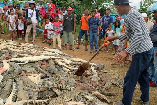 مردم روستای پاپو در اندونزی، پس از اینکه حمله یک تمساح پرورشی به یکی از اهالی روستا منجر به مرگ او شد، برای انتقام صدها راس تمساح مزرعه پرورش تمساح را کشتند.
