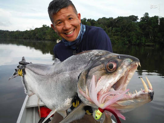 ماهی پایارا (payara) از جمله ماهیان خون آشامی است که در جریانهای تند رودخانه آمازون(در کشور برزیل) زندگی می کند. از خصوصیات آن بسیار مهاجم بودن و دندانهای نیش این ماهی که تا 10 سانتیمتر می رسد.