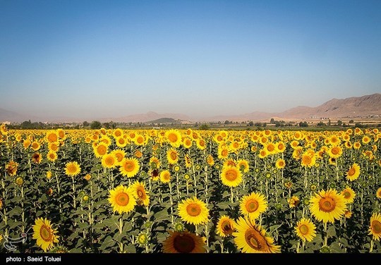 مزارع آفتابگردان در خراسان شمالی