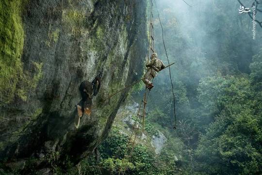 عکس روز نشنال جئوگرافیک؛ در این عکس، مردی را حین بالا رفتن از طنابی به شکل نردبان در بلندی های روستایی به نام بوزون نپال می‌بینید، ممکن است مسیر او برای برداشت عسل تا صدها متر بالای صخره ها ادامه یابد