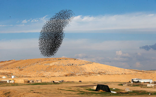 پرواز دسته جمعی پرندگان مهاجر در آسمان فلسطین اشغالی منظره زیبایی را ایجاد کرده است. این پرندگان از روسیه و اروپای شرقی آمده اند و پروازشان در آسمان به عنوان رقص ماهی‌ها شناخته می شود.