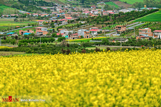 مزارع گلزا مازندران در اردیبهشت ماه