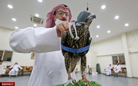 حراج پرندگان شکاری در کویت