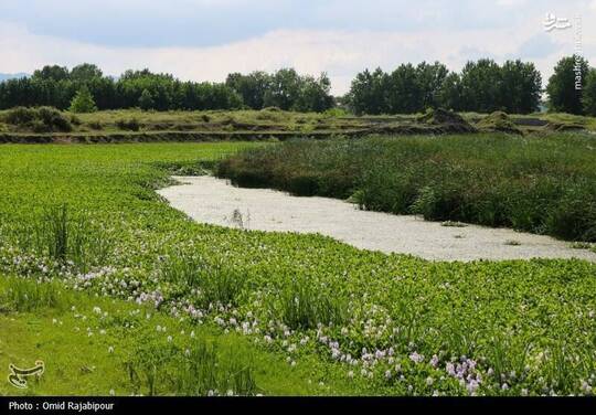 رودخانه‌های گیلان در محاصره سنبل آبی