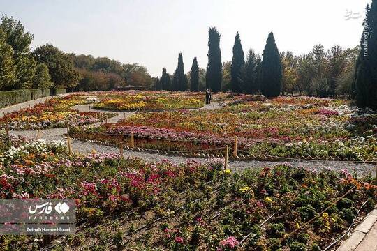 هشتمین جشنواره گل‌های داوودی از ۷ آبان تا ۲۵ آذر ۱۴۰۳ در باغ گیاه شناسی ملی ایران در حال برگزاری است.