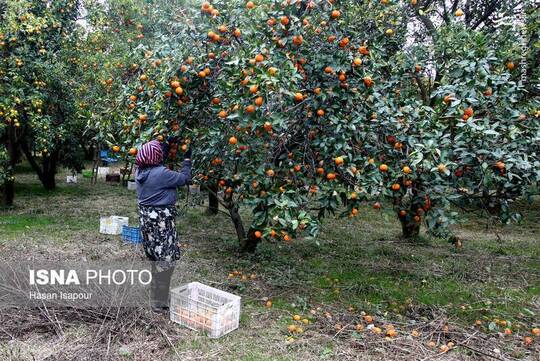 برداشت مرکبات از باغات شهرستان سوادکوه