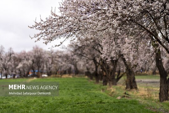 سامان شهری در استان چهارمحال و بختیاری سرزمین شکوفه‌های بهاری